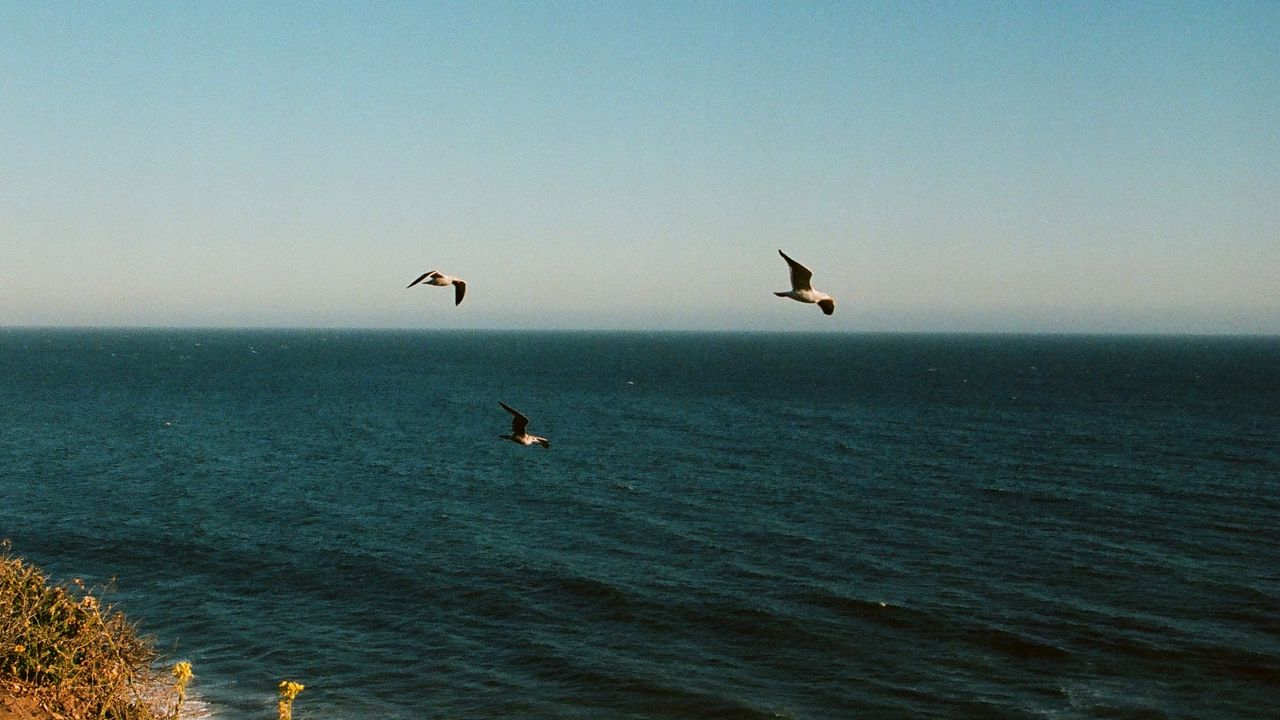 Wallpaper seagulls, birds, sea, flowers, waves