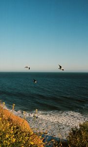 Preview wallpaper seagulls, birds, sea, flowers, waves