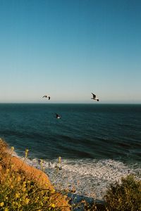 Preview wallpaper seagulls, birds, sea, flowers, waves