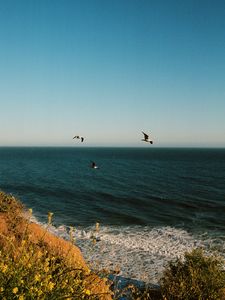 Preview wallpaper seagulls, birds, sea, flowers, waves