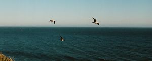 Preview wallpaper seagulls, birds, sea, flowers, waves