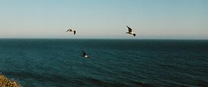 Preview wallpaper seagulls, birds, sea, flowers, waves