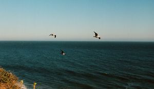 Preview wallpaper seagulls, birds, sea, flowers, waves