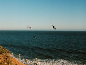 Preview wallpaper seagulls, birds, sea, flowers, waves