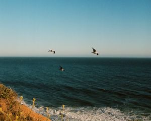 Preview wallpaper seagulls, birds, sea, flowers, waves