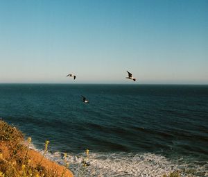 Preview wallpaper seagulls, birds, sea, flowers, waves