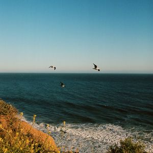 Preview wallpaper seagulls, birds, sea, flowers, waves