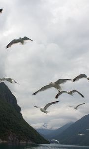 Preview wallpaper seagulls, birds, sea, fjord, norway