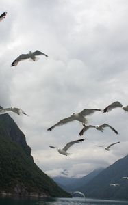 Preview wallpaper seagulls, birds, sea, fjord, norway