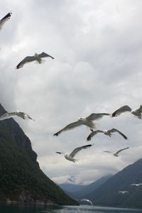 Preview wallpaper seagulls, birds, sea, fjord, norway