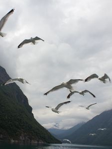 Preview wallpaper seagulls, birds, sea, fjord, norway