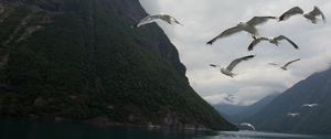 Preview wallpaper seagulls, birds, sea, fjord, norway