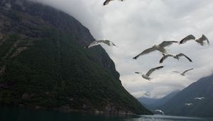 Preview wallpaper seagulls, birds, sea, fjord, norway