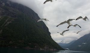 Preview wallpaper seagulls, birds, sea, fjord, norway