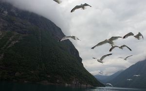 Preview wallpaper seagulls, birds, sea, fjord, norway