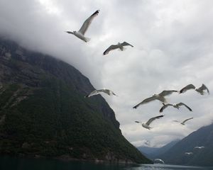 Preview wallpaper seagulls, birds, sea, fjord, norway