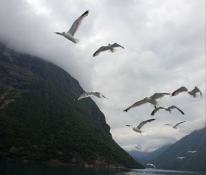 Preview wallpaper seagulls, birds, sea, fjord, norway