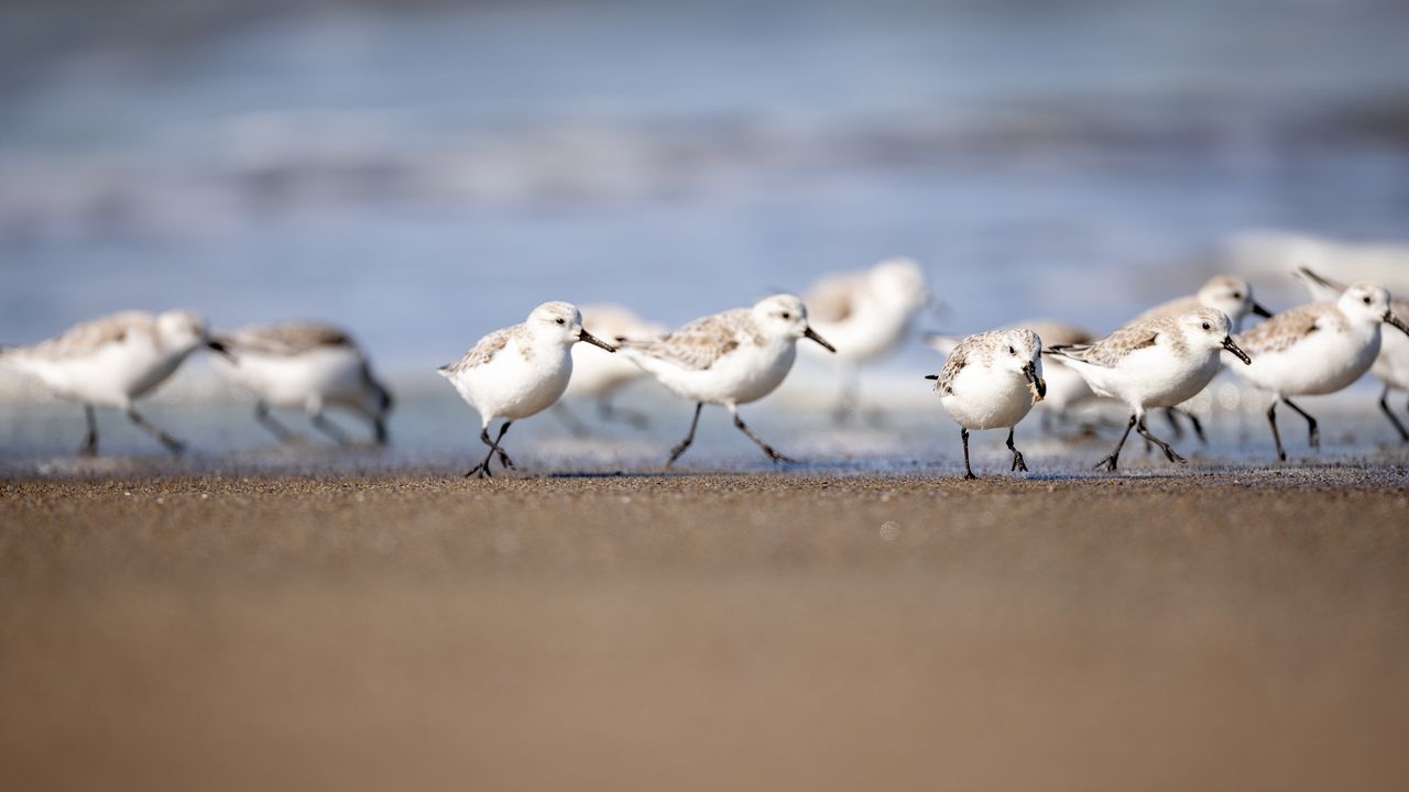 Wallpaper seagulls, birds, sea, beach