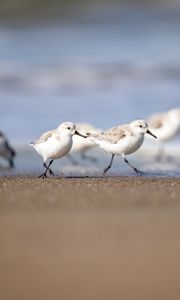 Preview wallpaper seagulls, birds, sea, beach