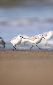 Preview wallpaper seagulls, birds, sea, beach