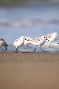 Preview wallpaper seagulls, birds, sea, beach