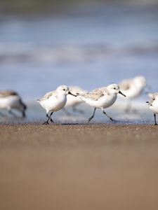 Preview wallpaper seagulls, birds, sea, beach