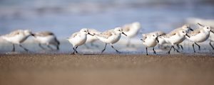 Preview wallpaper seagulls, birds, sea, beach