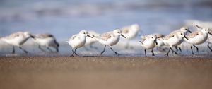 Preview wallpaper seagulls, birds, sea, beach