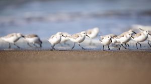 Preview wallpaper seagulls, birds, sea, beach