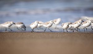 Preview wallpaper seagulls, birds, sea, beach