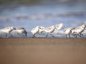 Preview wallpaper seagulls, birds, sea, beach