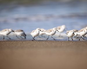 Preview wallpaper seagulls, birds, sea, beach