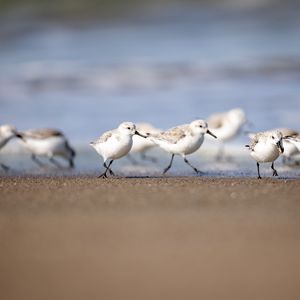 Preview wallpaper seagulls, birds, sea, beach