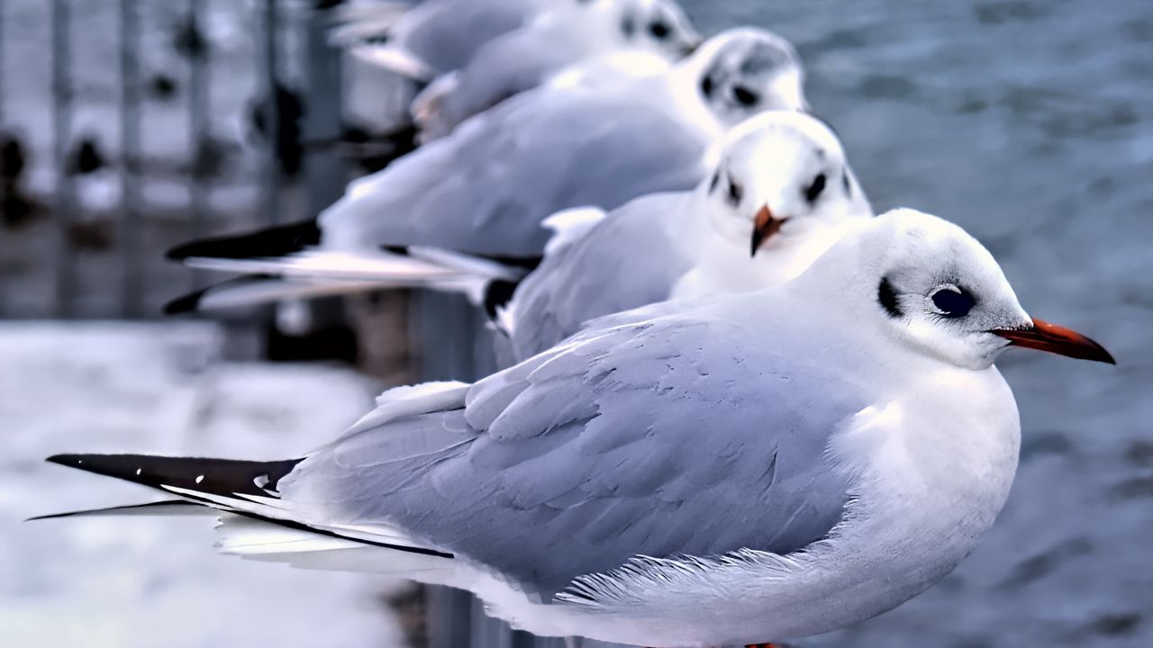 Wallpaper seagulls, birds, wildlife