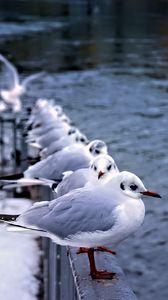 Preview wallpaper seagulls, birds, wildlife