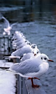 Preview wallpaper seagulls, birds, wildlife