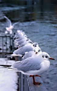 Preview wallpaper seagulls, birds, wildlife