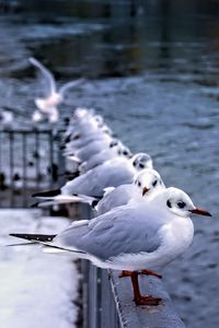 Preview wallpaper seagulls, birds, wildlife