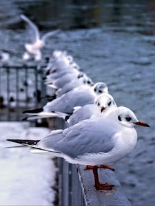 Preview wallpaper seagulls, birds, wildlife