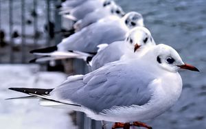 Preview wallpaper seagulls, birds, wildlife