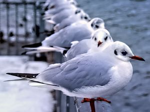 Preview wallpaper seagulls, birds, wildlife