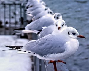 Preview wallpaper seagulls, birds, wildlife