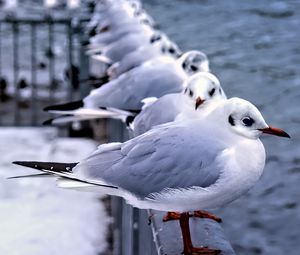 Preview wallpaper seagulls, birds, wildlife