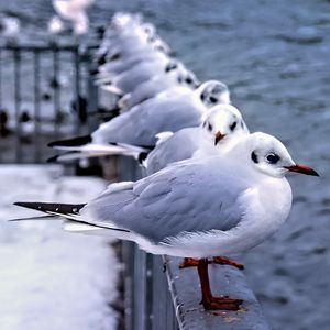 Preview wallpaper seagulls, birds, wildlife