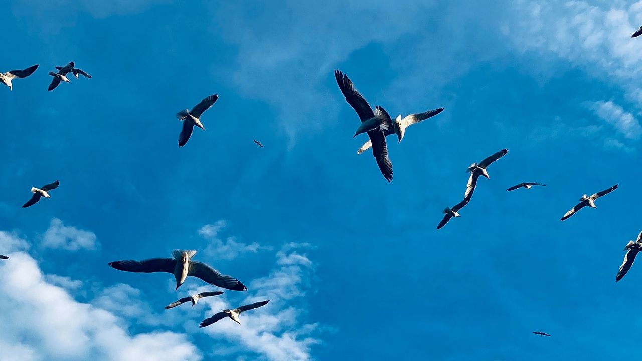 Wallpaper seagulls, birds, wings, flock