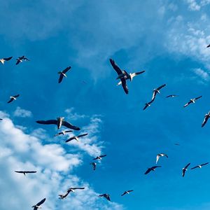 Preview wallpaper seagulls, birds, wings, flock