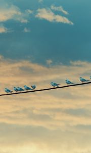 Preview wallpaper seagulls, birds, wire, sky