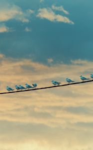 Preview wallpaper seagulls, birds, wire, sky