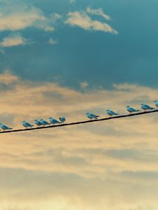 Preview wallpaper seagulls, birds, wire, sky