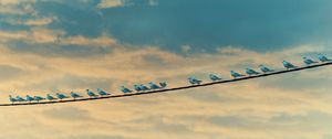 Preview wallpaper seagulls, birds, wire, sky